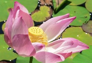 Lotus flower garden Villa Bali Breeze Lovina