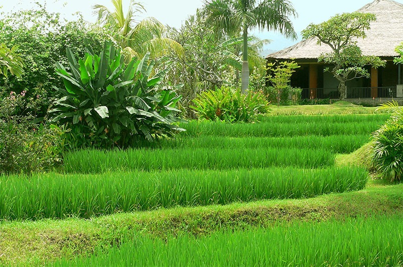 Rice fields Villa Bali Breeze