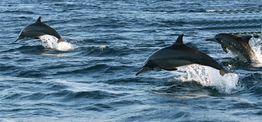 Dolphin safari Lovina Bali